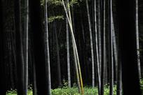竹林