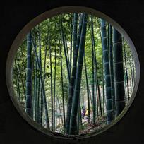 窗外竹林