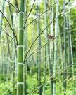 《翠竹欲滴》