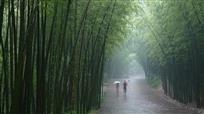 雨中漫步竹林中