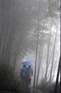 雾锁竹林