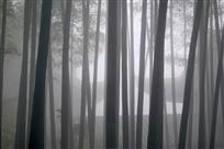 竹林深处有人家