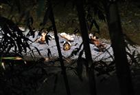 竹林小息