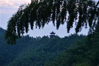 《大别山竹海》