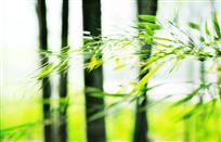《清风徐徐》