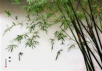 春竹