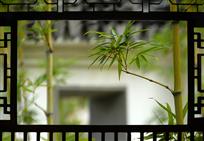 小院翠竹