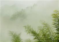 迷雾修竹