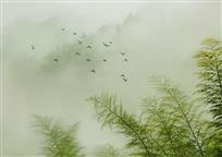 迷雾修竹