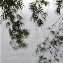 《风摇青玉枝》