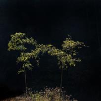 竹