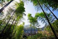依山傍竹——张翔 摄