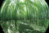 漫步竹林