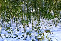 雪地竹韵