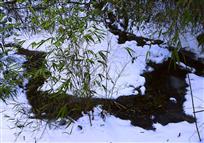 雪地生存
