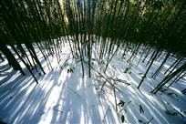 雪地竹影