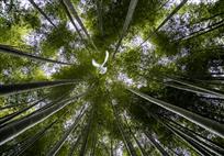 《展翅的精灵》