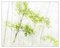 《竹林青青》