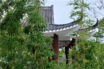竹园一角