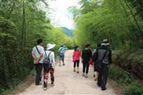 竹林漫步