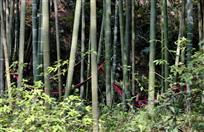竹林悠闲