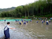 翠绿竹间田渔肥