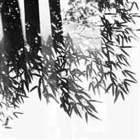 竹