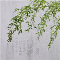 竹舞清风