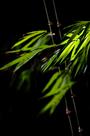 高风亮节