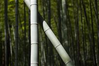竹林