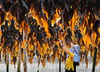 《丰年海带闪金光》