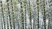《高风亮节》