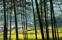 《满眼翠绿竹乡村》