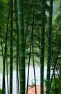 休闲垂钓竹林中