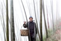 雾中竹林