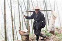 采笋