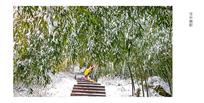 雪中靓影