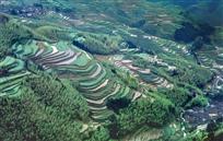 竹林间梯田