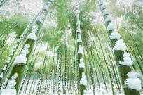 雪中竹