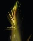 心花怒放