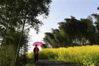竹乡油菜花盛开
