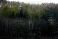 竹林探春