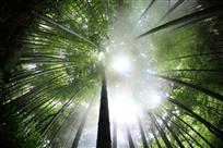 深山竹林