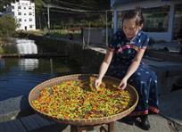 辣椒竹匾