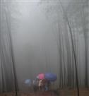 雾茫情生
