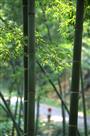 竹韵