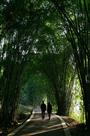 竹荫小路