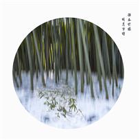 雪竹