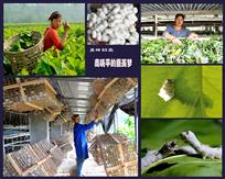 商晓平的蚕茧梦