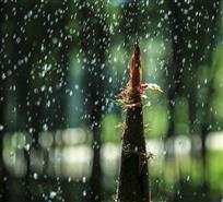 春雨竹笋破土生